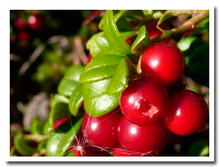 Lingonberries